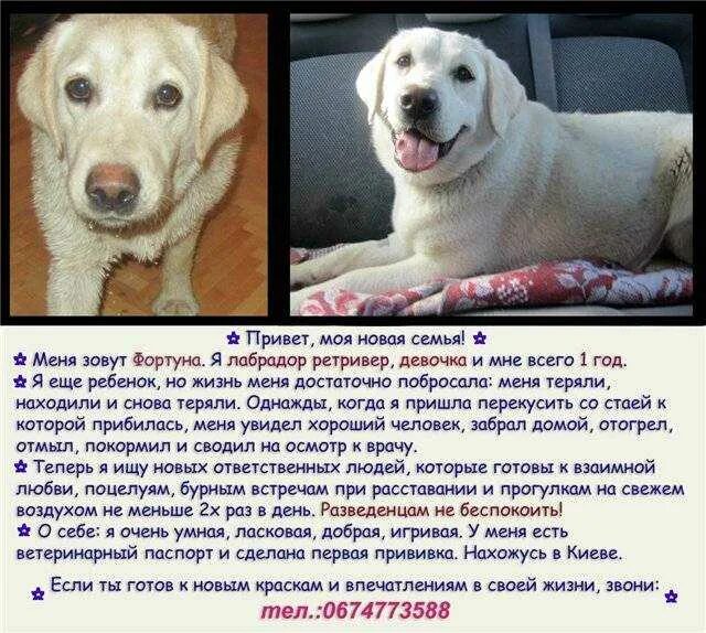 Каким должен быть лабрадор. Лабрадор ретривер характер. порода собак лабрадор характеристика. лабрадор ретривер параметры породы. лабрадор ретривер о породе и характере.