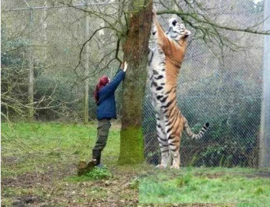 Сибирский тигр. Уссурийский тигр и амурский тигр. Тигр z. Суматранский тигр. Big siberian.