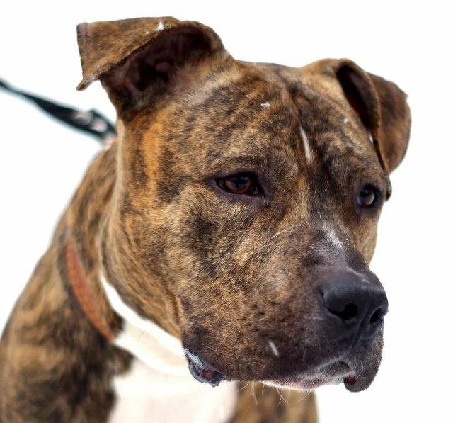 тигровый стаффордширский питбультерьер. стаффордширский бультерьер тигровый. американский стаффордширский терьер тигровый. стаффордширский терьер тигровый. стаффордширский терьер тигровый.