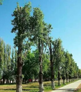 Порой высокие тополя