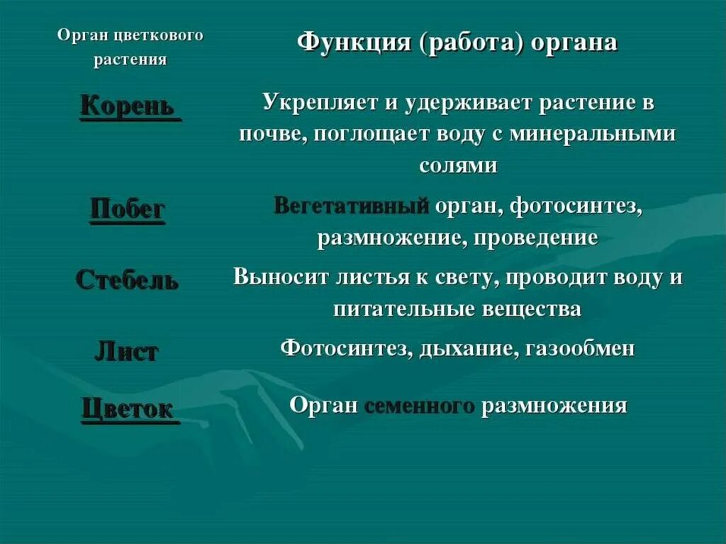 Функции органов цветкового растения 6 класс. Функции органов цветкового растения 5 класс. Функции органов цветковых растений биология 5 класс. Таблица по биологии 5 класс функции органов цветкового растения.