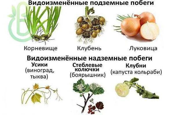 Надземные метаморфозы побега таблица. Видоизменение корней и побегов 6 класс. Надземные видоизмененные побеги таблица. Видоизменения подземных побегов корневище клубень луковица. Видоизменения надземных побегов таблица.