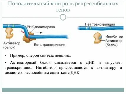 Положительный геном