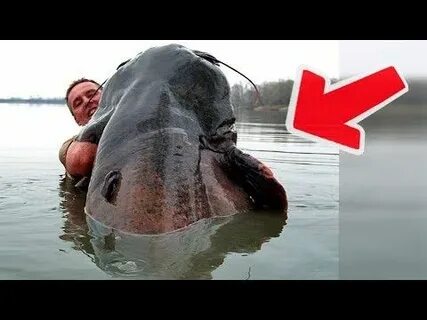 Год сома видео