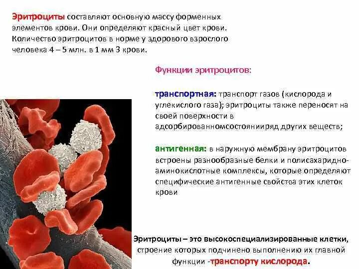 Эритроциты в иммунном ответе. Иммунные свойства эритроцитов. характеристика эритроцитов. свойства мембран эритроцитов. эритроциты в иммунной системе.