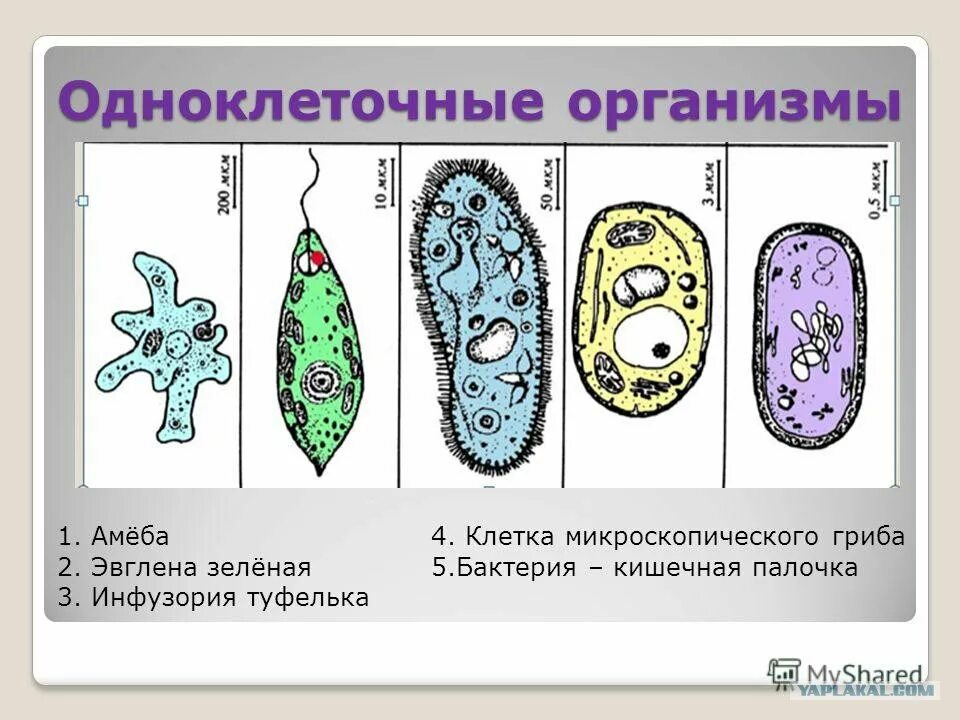 Какой тип клетки изображен на рисунке. Простейшие организмы амеба, инфузория,. Строение одноклеточных организмов бактерии. Инфузория туфелька амеба и одноклеточные организмы. Одноклеточные клетки.