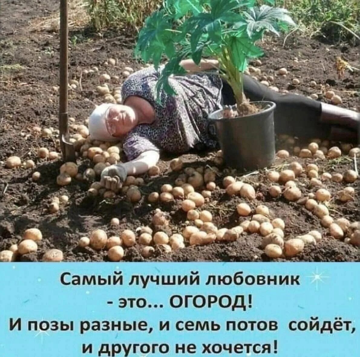 Приколы про огород. Дачник на огороде. Огород юмор. Приколы про огород. Смешные картинки про дачу и огород.