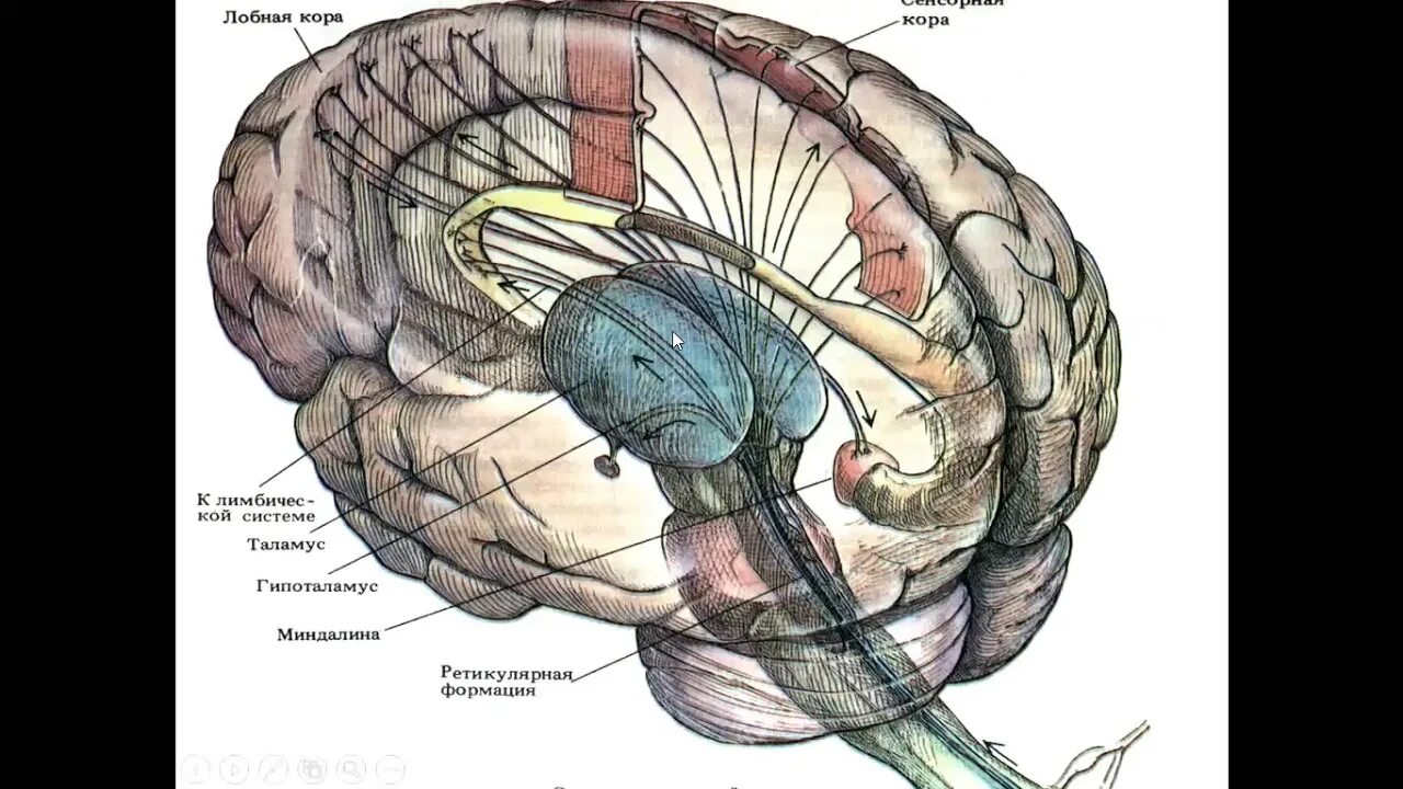 Две коры головного мозга. Таламус анатомия. Ретикулярная формация таламус гипоталамус головного мозга. Таламические структуры мозга. Зрительные центры головного мозга.