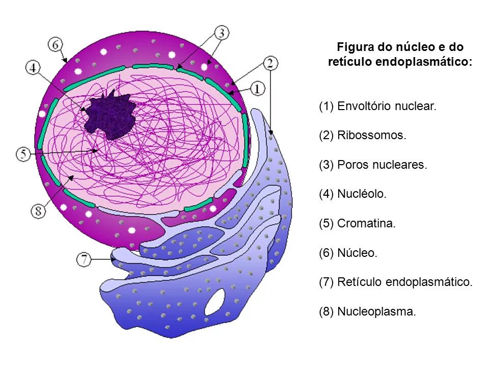 Ядро 1. Ядро 1. Ультраструктура интерфазного ядра клетки. Хроматин в ядре клетки. Ядро-1 авиационная радиостанция.