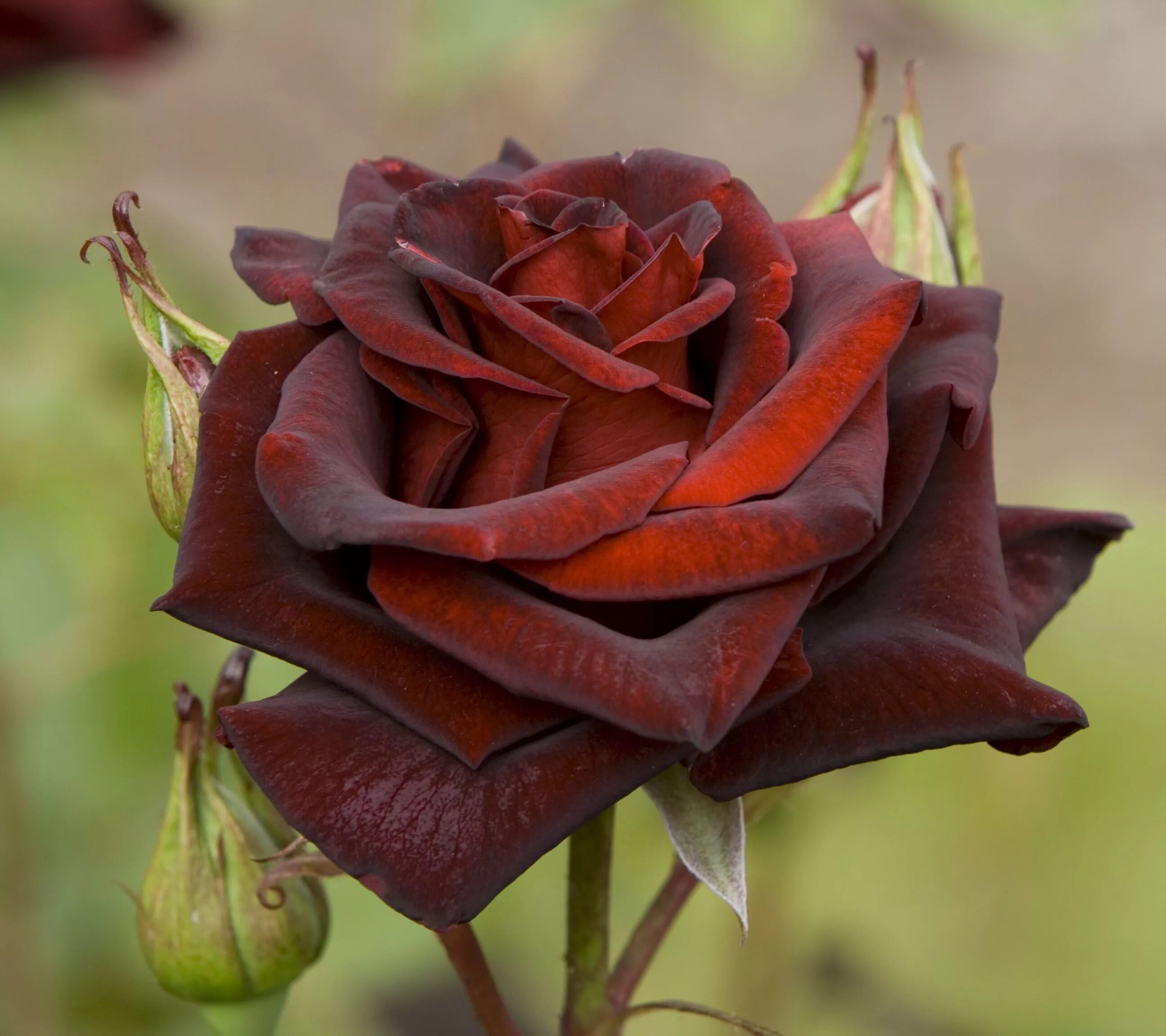 Бордовый фото. Роза Блэк баккара куст. Роза чайно-гибридная Black Baccara. Чайно-гибридная роза Блэк баккара Black Baccara. Роза Роял баккара.