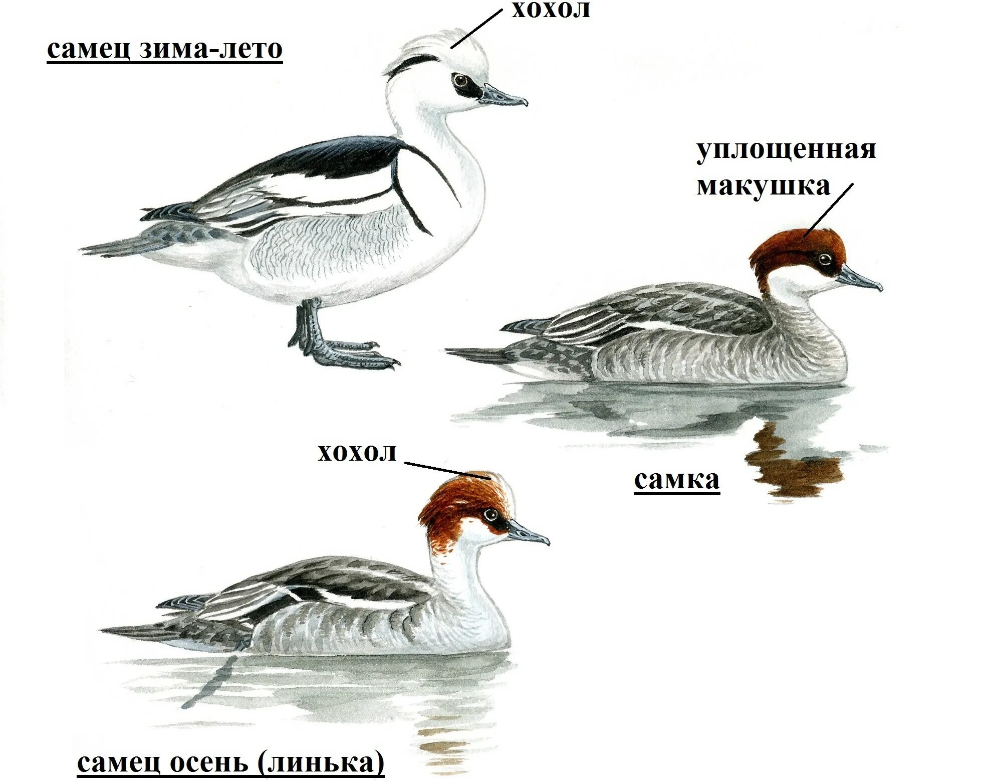 Какие есть виды самцов. Какие есть виды самцов