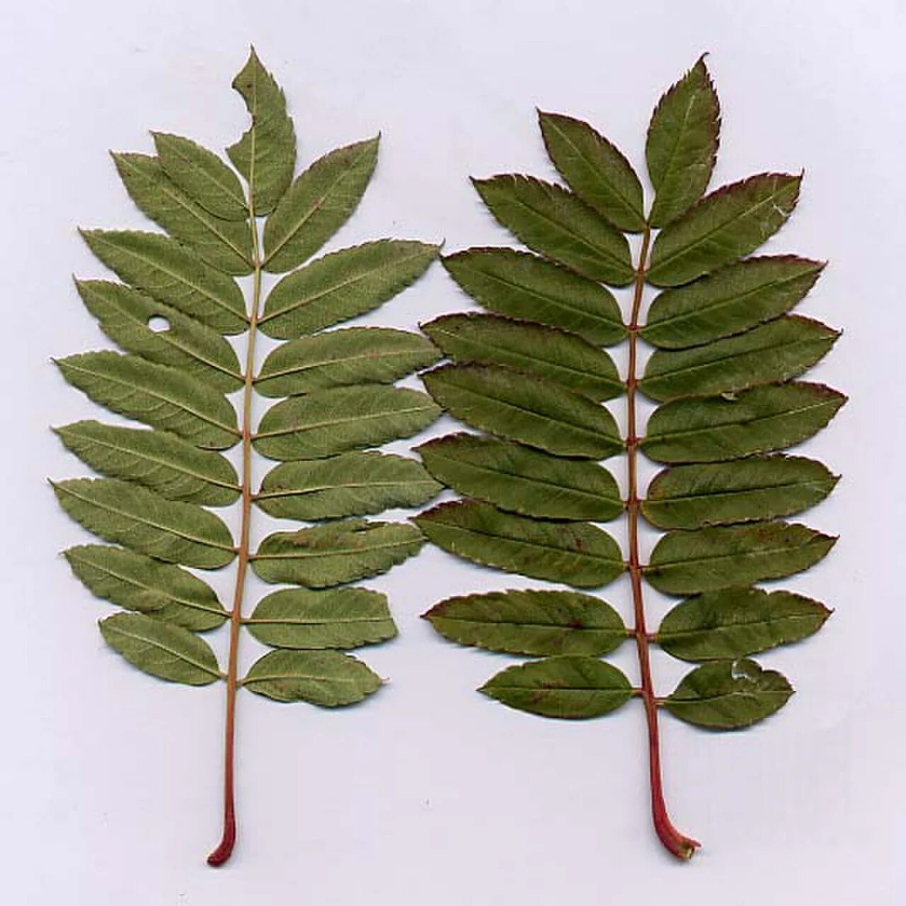 Sorbus cashmiriana. Sorbus aucuparia лист прилистники. Перистая ветвь. Деревья с дважды перистыми листьями.