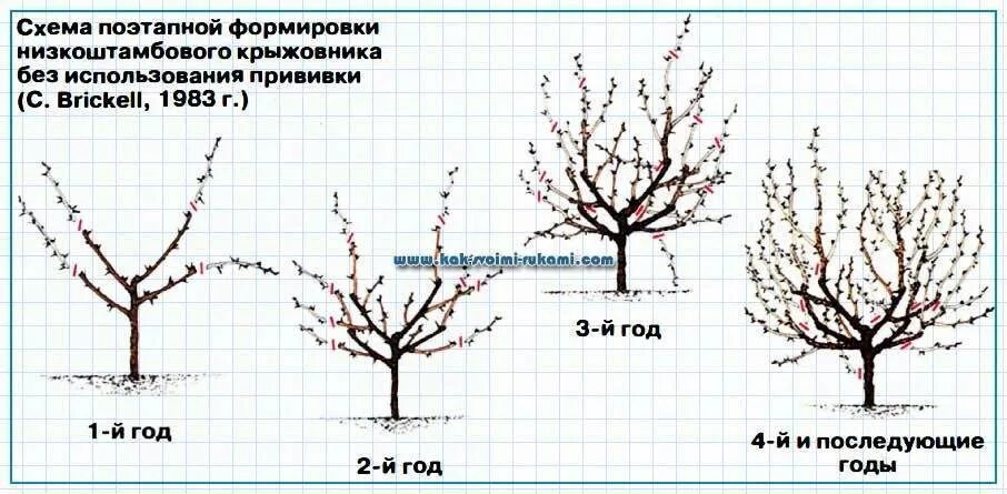 В саду работаю с любовью формирующая обрезка