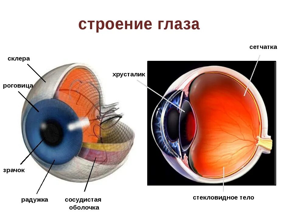 Внутреннее строение глаза человека. Оболочки глазного яблока схема. Строение и функции хрусталика сетчатка глаза. Глазной хрусталик анатомия глаза.