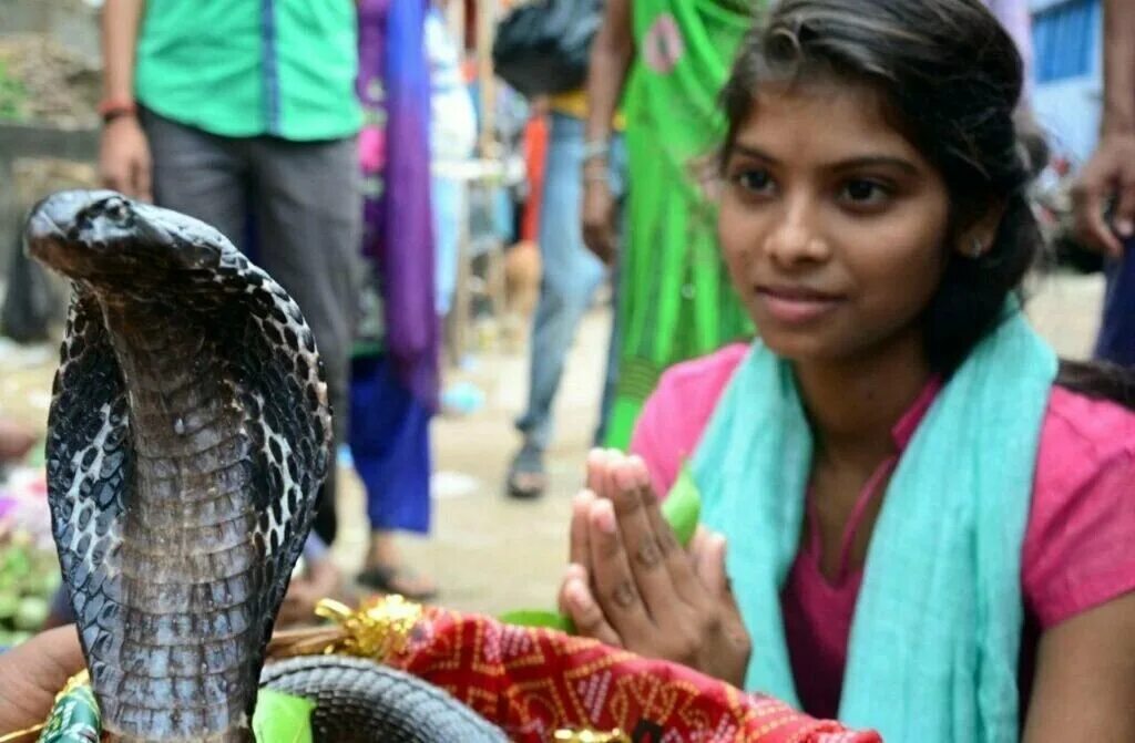 Индийский про змей. Праздник Nag Panchami в Индии. Нагапанчами Индия змеи. Нагапанчами. Праздник змей. Культ кобры Индия.