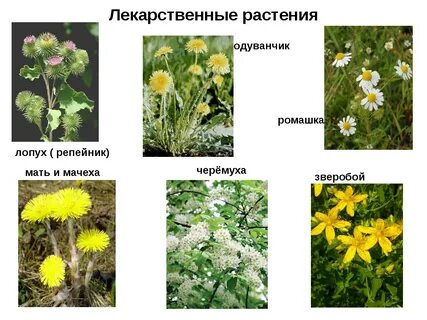 Лекарственные растения краснодарского края фото