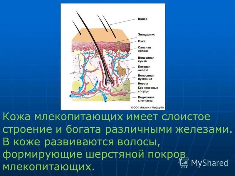 Строение кожи млекопитающих. Структура кожи млекопитающих. Кожный Покров млекопитающих. Строение покровов млекопитающих.