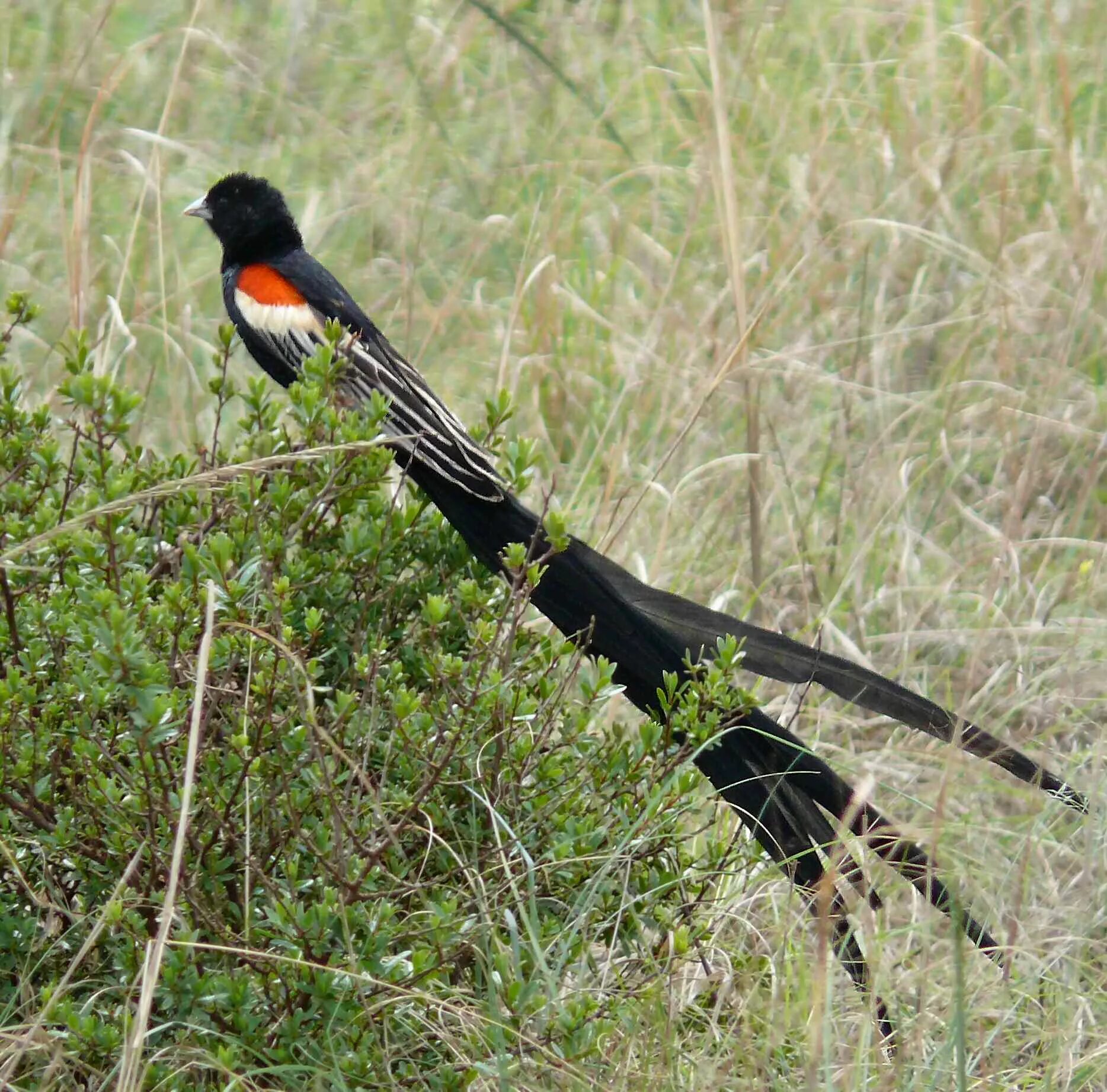 Pin on Birds