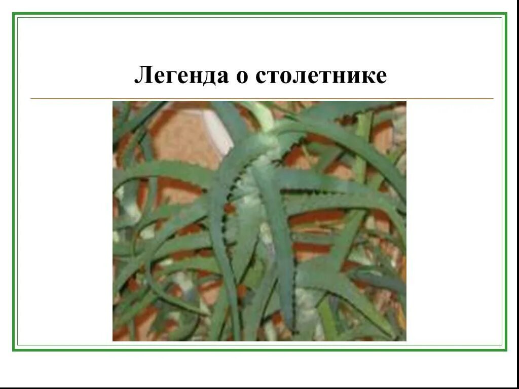 Столетник куприн проблема. Столетник куприн. основная мысль столетника. столетник по а и куприну.