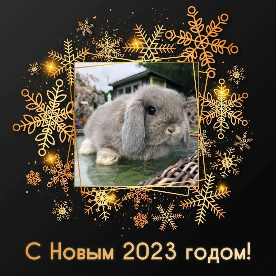 Лучше всех 2023 новый. Открытки с наступающим новым годом. С новым годом 2023. Открытки к наступающему новому году. С наступлением новым годом кролика.