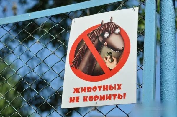 Кормить запрещено. Животных не кормить. Запрещающие знаки в зоопарке. Кормить запрещено. Кормление птиц запрещено табличка.