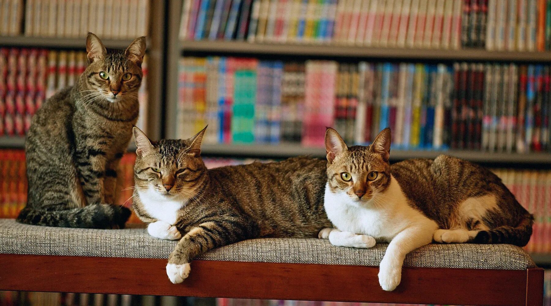 Расставлять кошек. Остров аосима. Интересные кошки. Расставлять кошек. Выставка кошек.