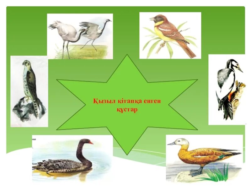 Қызыл кітапқа енген аң құстар эссе. Құралай жануар фото. Қызыл кітапқа енген аң құстар эссе. Жануар. Алматы қорығы жануарлары презентация.