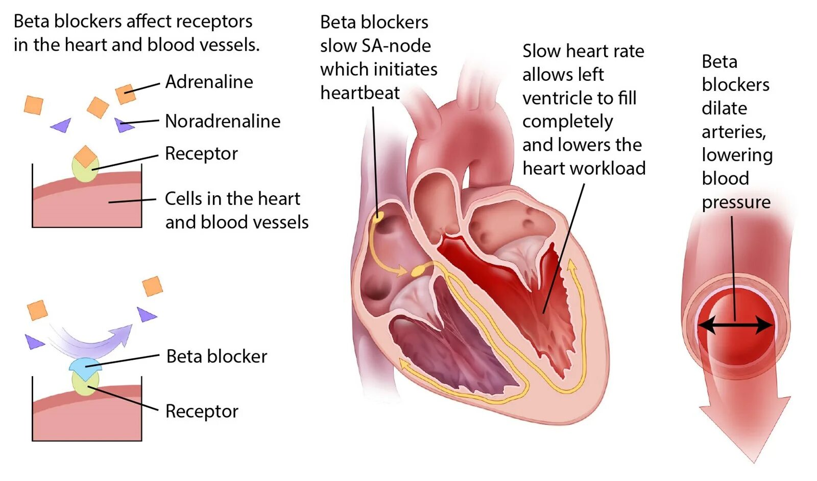 Beta sobaegjag i dallajyeossda. Beta blockers side effects. beta blocker. mechanism of action beta blockers. beta blockers classification.