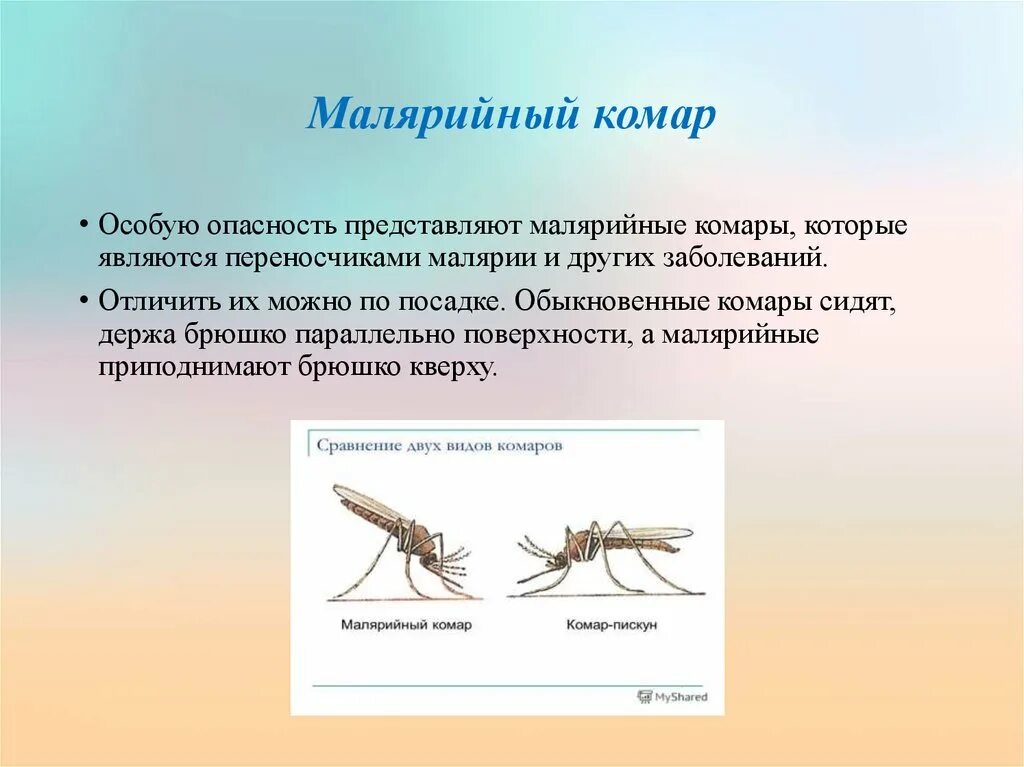 Малярийный комар опасность. Размножение малярийного комара. Как выглядит малярийный комар. Комар малярийный и обыкновенный. Комар малярийный комар членистоногие двукрылые