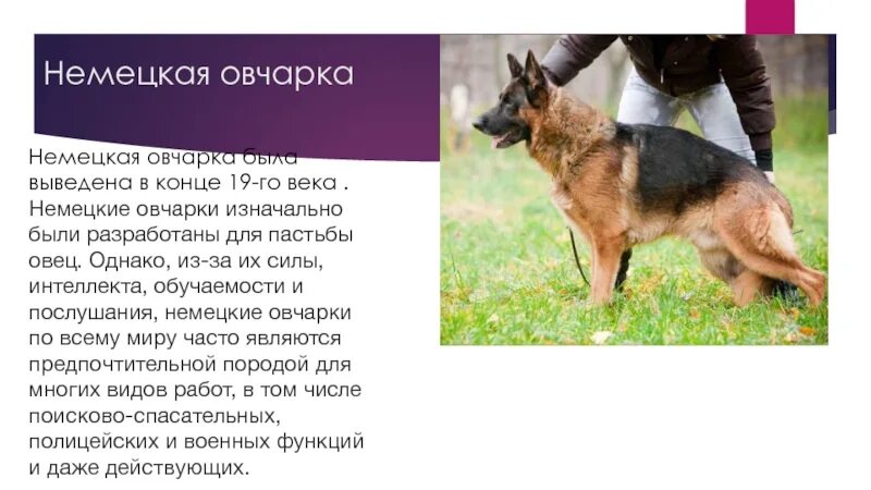Овчарка текст. Немецкая овчарка изначально. факты о немецких овчарках. хоранд фон графрат немецкая овчарка. немецкая овчарка для чего выведена.