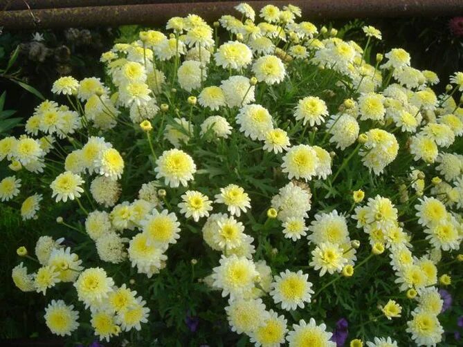 Цветок-сказка! Сверхобильное и продолжительное цветение до морозов GardenLife Дз