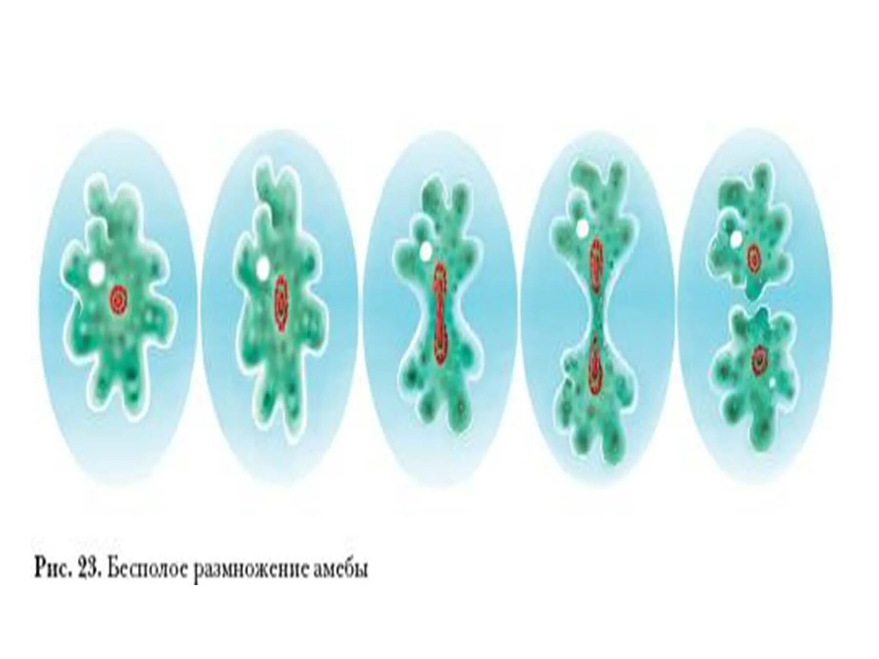 Размножение амебы делением. Размножение амёбы обыкновенной. Размножение амебы. Бесполое размножение амёбы. Процесс размножения амебы.