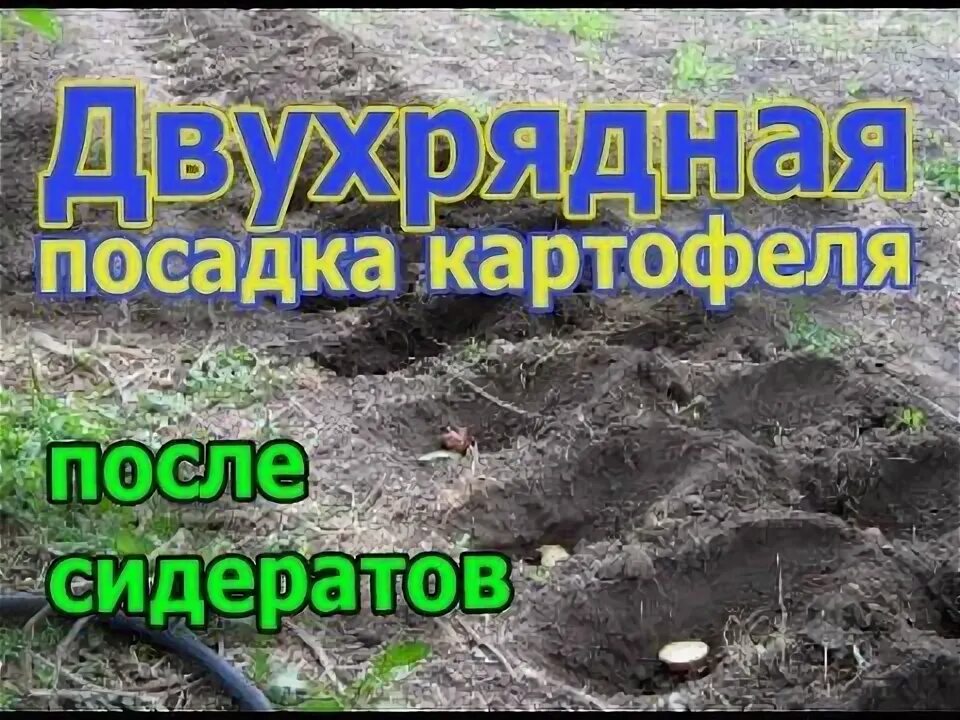 Как посадить картошку руками