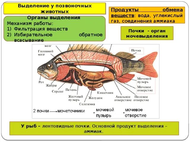 Расположение почек в полости тела у рыб Определите расположение почек в полости тела рыбы: найдено 87 картинок