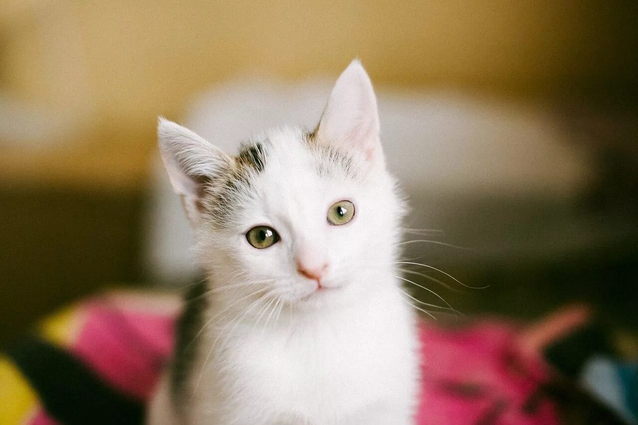 Кличка для белого белого кота. Белый котенок. Имена для белых котят. Имя для белого котенка мальчика. Имена для белых котят.