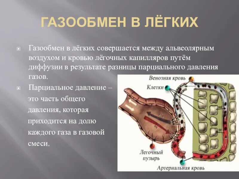 Что происходит в органах и тканях. Обмен газов в лёгких обмен газов в тканях. газообмен в легких. процесс газообмена в легких. газообмен физиология дыхания.