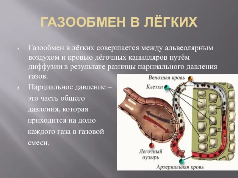 Обмен газов между легкими. Обмен газов в лёгких обмен газов в тканях. Газообмен в легких. Процесс газообмена в легких. Газообмен между легкими и тканями.