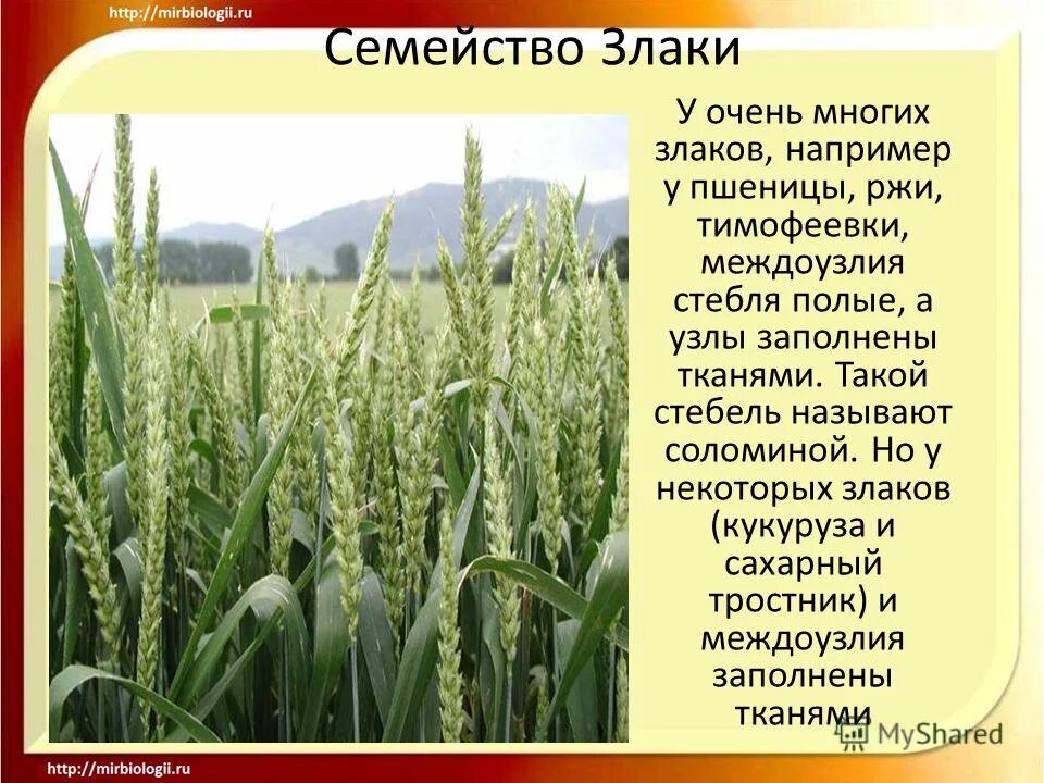 семейство злаки ( мятликовые) схема. доклад семейство злаков. цветок злаковых растений. растения семейства злаковые пшеница. проект семейство злаковые.