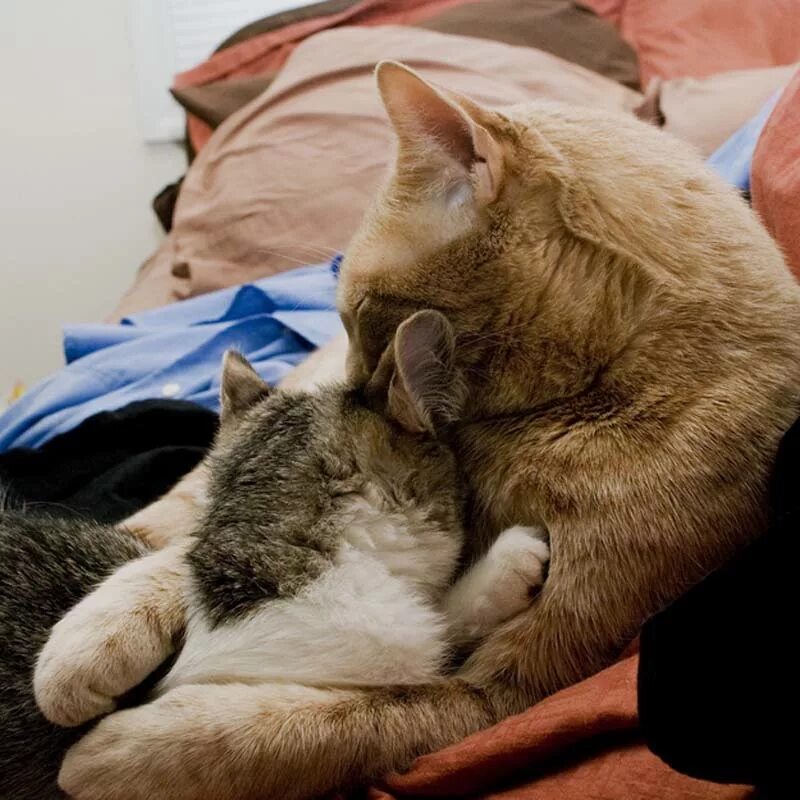 Кот обнимаю картинки. Котики обнимаются. котик обнимает. кошки обнимашки. кот обнимает кошку.
