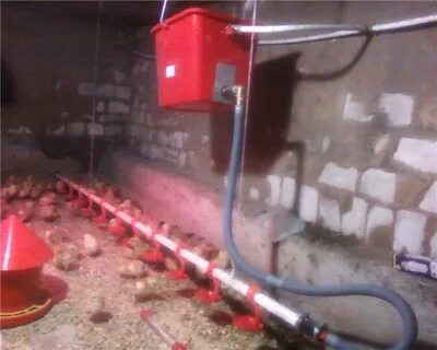 На какой высоте ниппельные поилки для кур