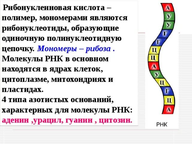 Рибонуклеиновая кислота функции. Рибонуклеиновая кислота полимер мономерами является. РНК полимер мономерами которого являются рибонуклеотиды. Классификация рибонуклеиновых кислот.