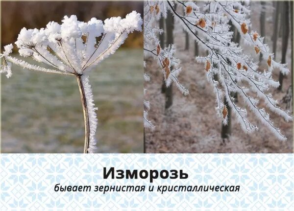 Сочинение иней. Изморозь и изморось. Чем отличается изморозь от изморозь. Природные явления для детей. Чем отличается изморозь от изморозь.