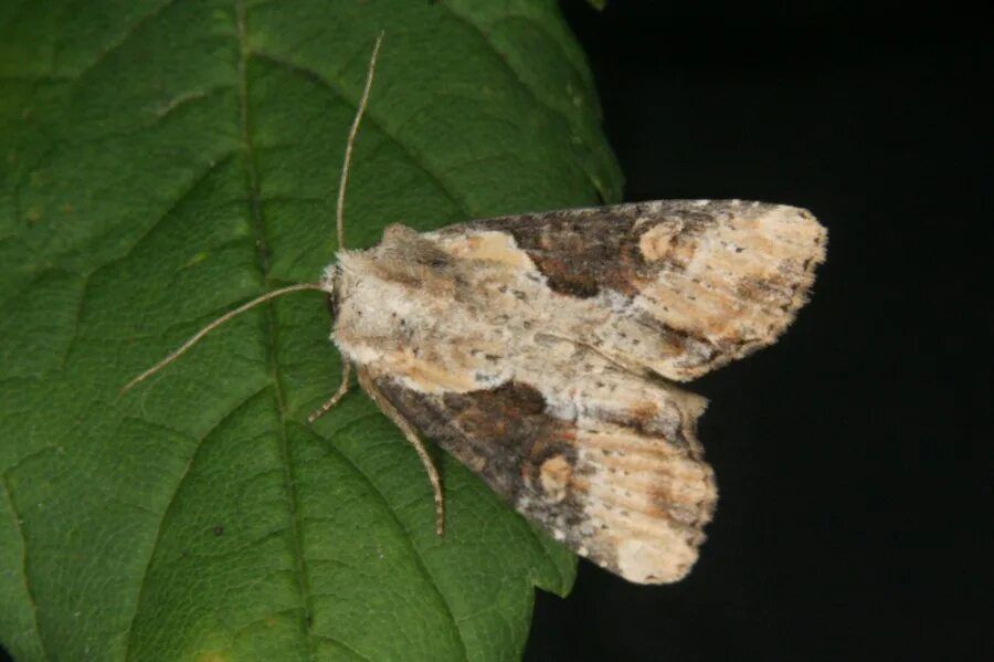 Металловидка золотистая гусериница. Платяная моль (tineola bisselliella). Mystery butterfly. Тонкопряд хмелевый. Тонкопряд hepialus armoricanus бабочка.