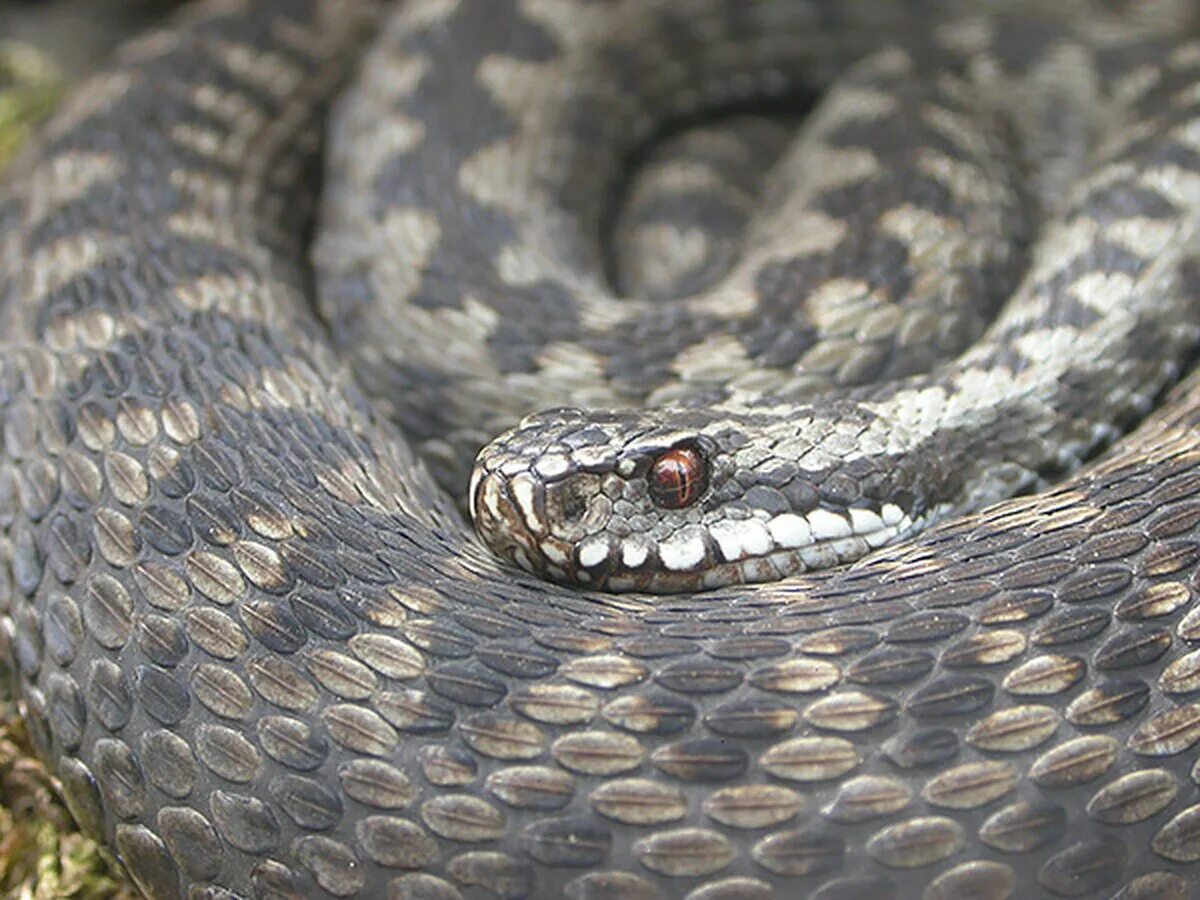 Гадюка фото. Гадюка Рузеля. Гадюка Сахалинская ( Vipera sachalinensis ). Гадюка обыкновенная голубая. Шахматная гадюка Кавказская.