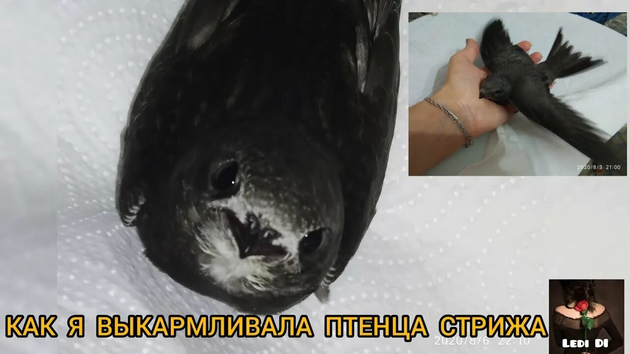 Куда можно задать птичку с подбитым крылом. Сорока с подбитым крылом. Птенец стрижа. Нашли птенца стрижа на земле что делать. Птенец стрижа выпал из гнезда.