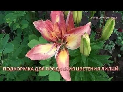 Чем удобрить лилии осенью