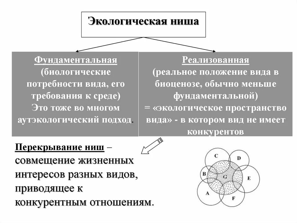 Фундаментальная и реализованная экологическая ниша. Фундаментальная и реализованная экологическая ниша характеристики. Фундаментальная ниша и реализованная ниша. Экологические ниши. Потенциальная ниша