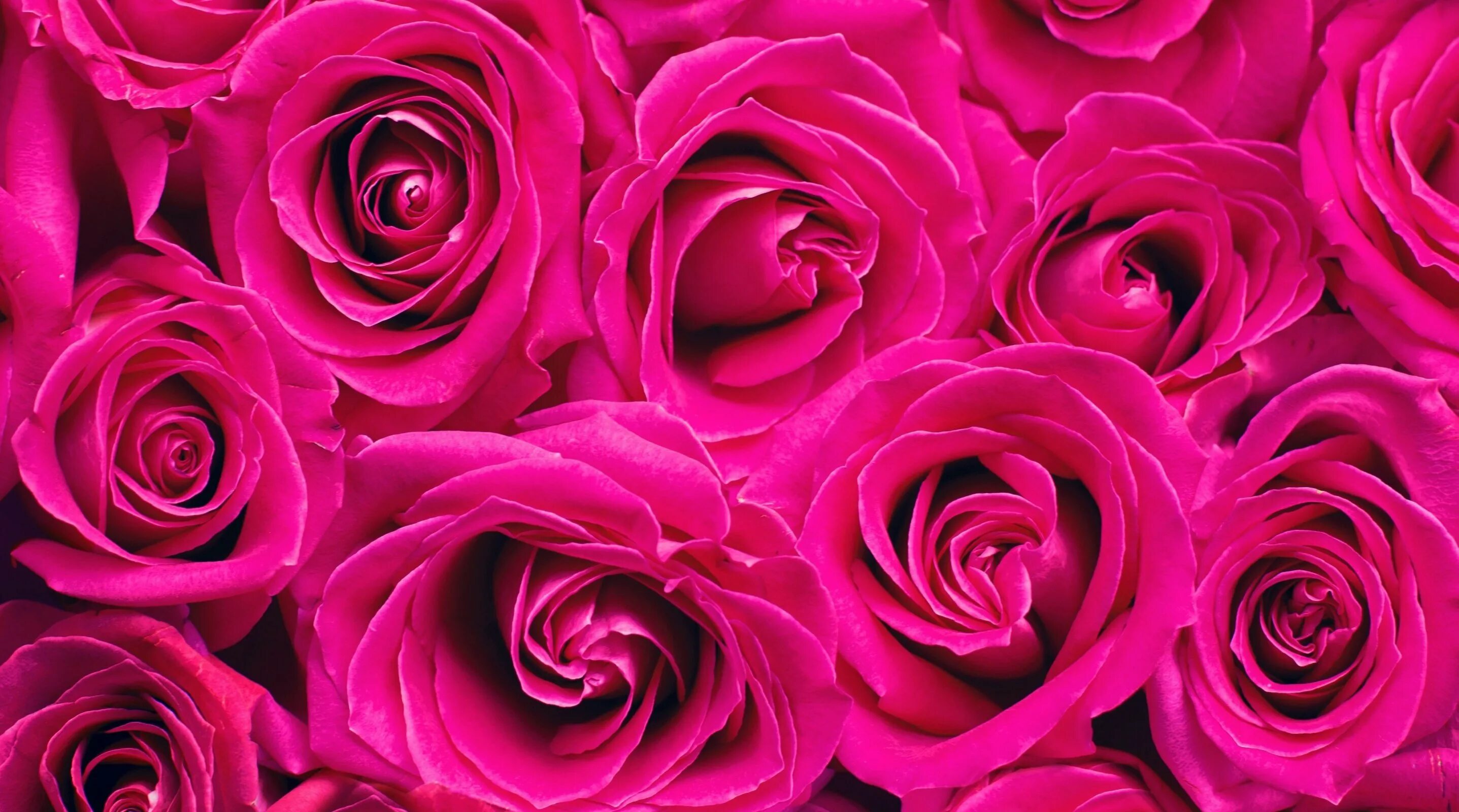 Малиновые цветы. Ярко розовые цветы. Цветы малинового цвета. Ярко розовые розы. Включи красный розовый