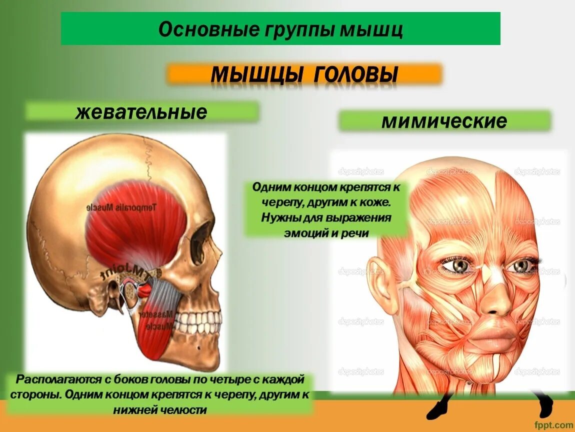 Класс мышцы. Мышцы головы жевательные и мимические мышцы. Мышцы головы мимические мышцы жевательные мышцы. Жевательные мышцы головы 8 класс. Биология 8 класс строение и функции скелетных мышц.