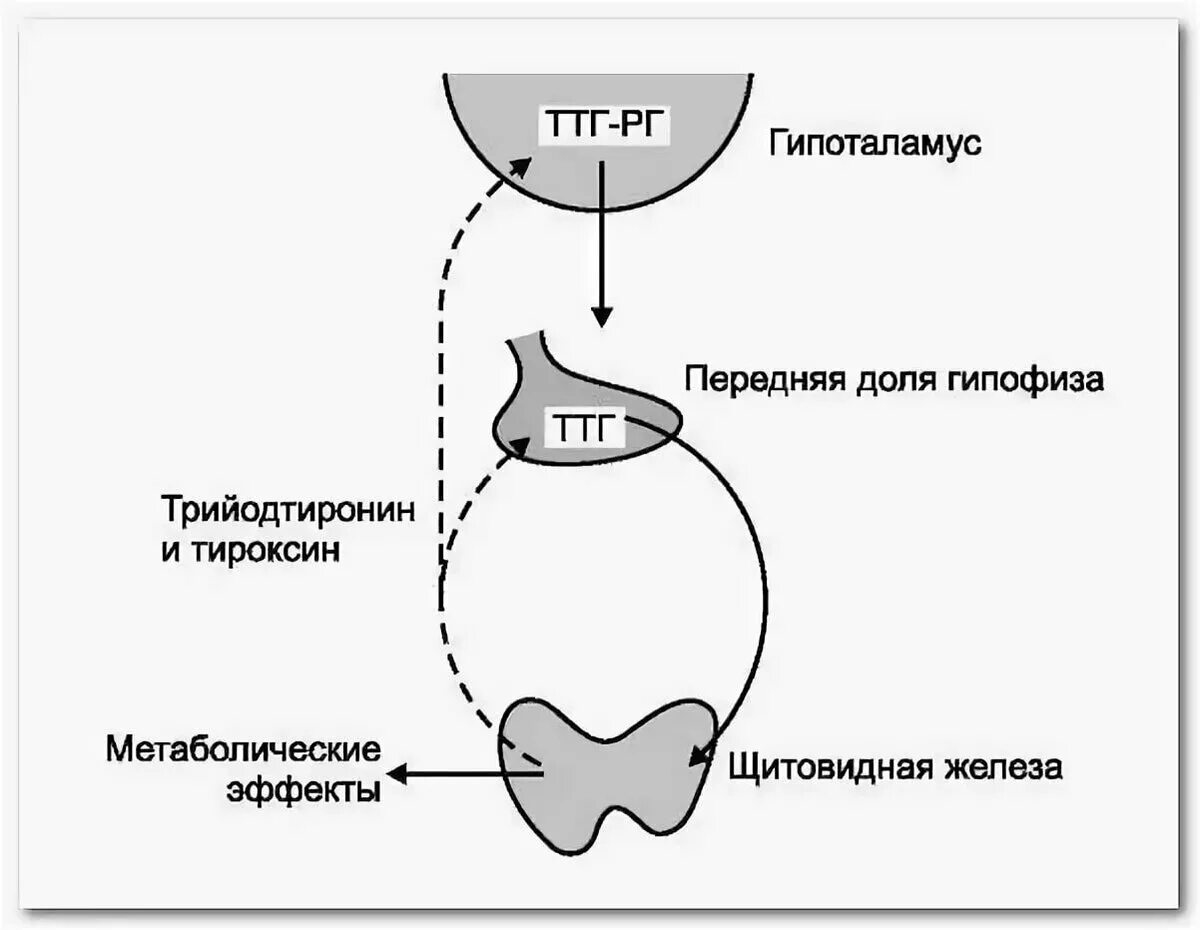 Ттг стресс. Секреция гормонов щитовидной железы схема. Схема выработки гормонов щитовидной железы. Регуляция секреции гормонов щитовидной железы схема. Систему регуляции секреции йодсодержащих гормонов щитовидной железы.